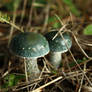 Verdigris agaric