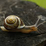 Snaily 5