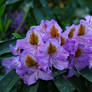 From the life of Rhododendrons. 5