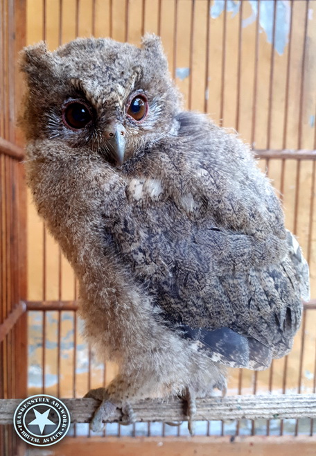 Baby Owl