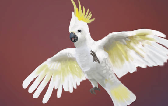 Cockatoo