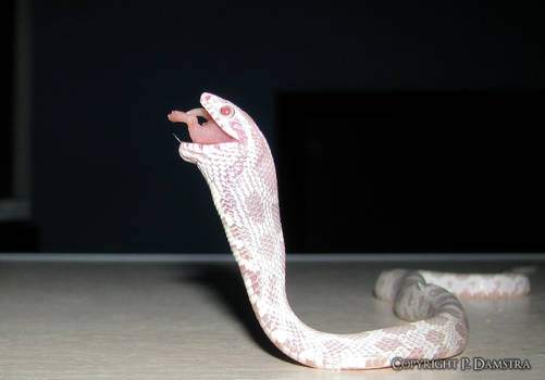 Snow Cornsnake Eating