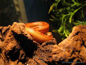 Striped Cornsnake Resting