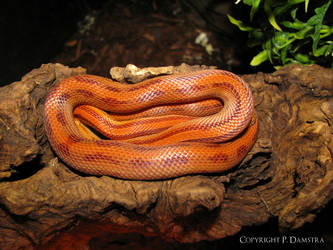 Striped Cornsnake Resting 2