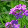 Purple Wild Flower