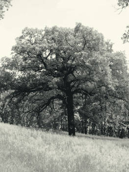 Ghostly Limbs