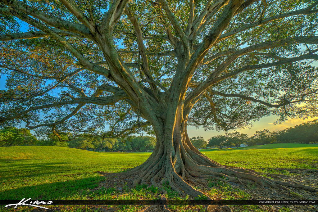 Topeekeegee-Yugnee-Park-Hollywood-Florida-Banyan-T