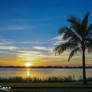 Coconut-Tree-at-Lake-in-Boca-Raton-Florida-Park