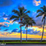 Ocean-Boulevard-Coconut-Tree-West-Palm-Beach