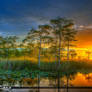 Florida-Wetlands-Sunset-Cypress-Tree-Landscape