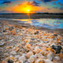 Seashells-Along-the-Beach-During-Sunrise