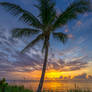 Ocean-Sunrise-with-Coconut-Palm-Tree-Florida