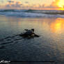 Baby-Sea-Turtle-Sunrise-Off-to-Ocean
