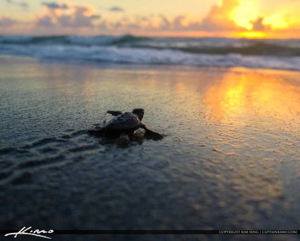 Baby Sea Turtle Sunrise Off to Ocean By CaptainKimo On DeviantArt baby-sea-turtle-sunrise-off-to-ocean-by-captainkimo-on-deviantart
