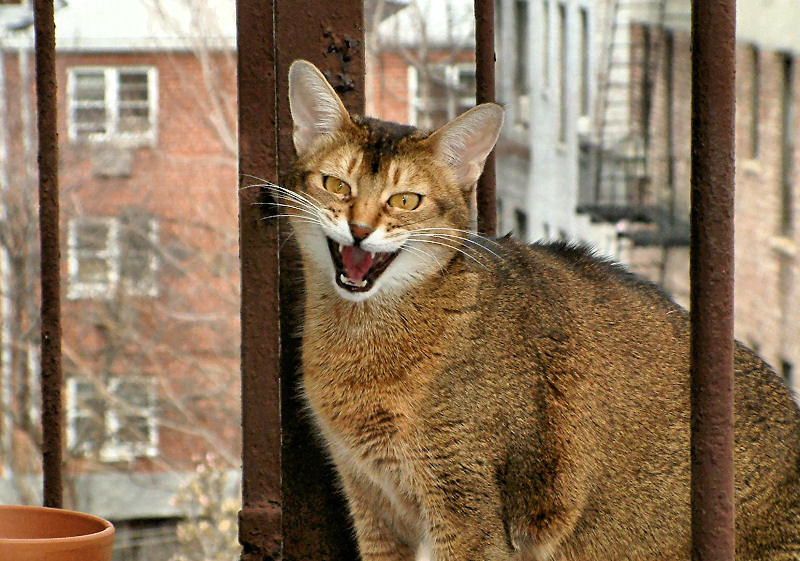 Foxy Cat Protesting 1