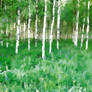 Birch Forest