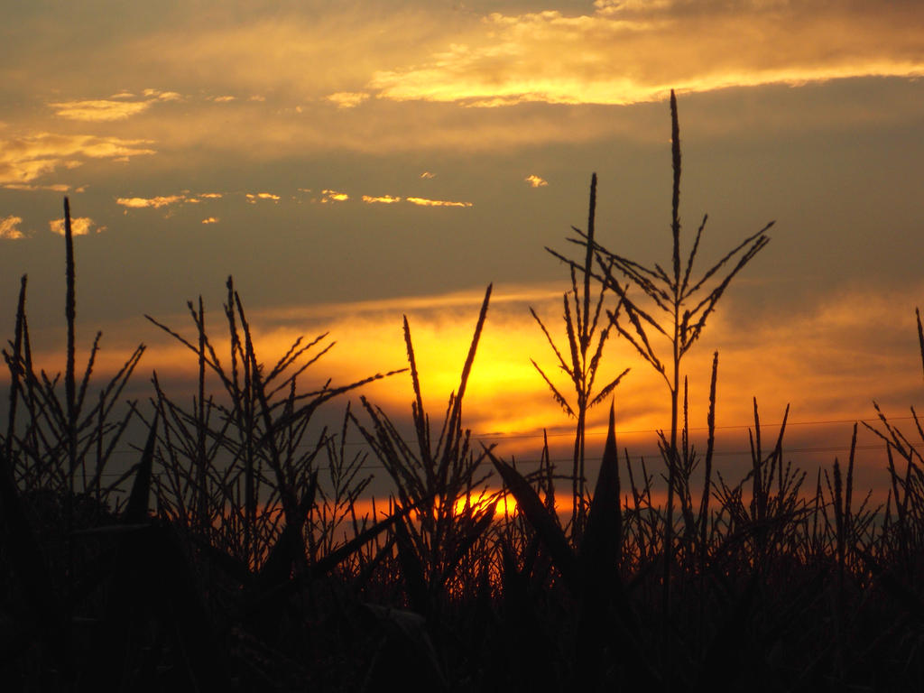 Burning Cornfield