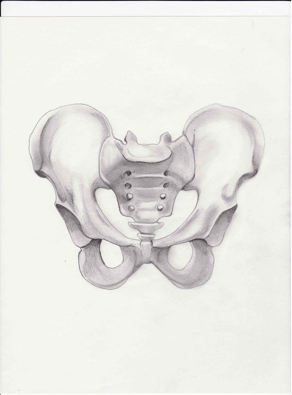 Anatomy Pelvis by dimetrie on DeviantArt