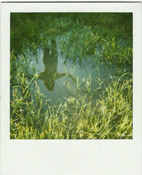 Reflection Polaroid