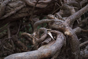 Twisty Branches Close-Up