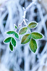 Green in Winter