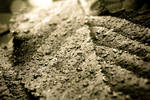 Nature 3 by Insanityisthecure