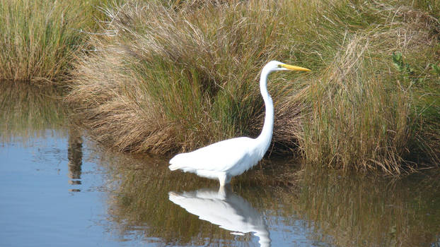 Egret Pose