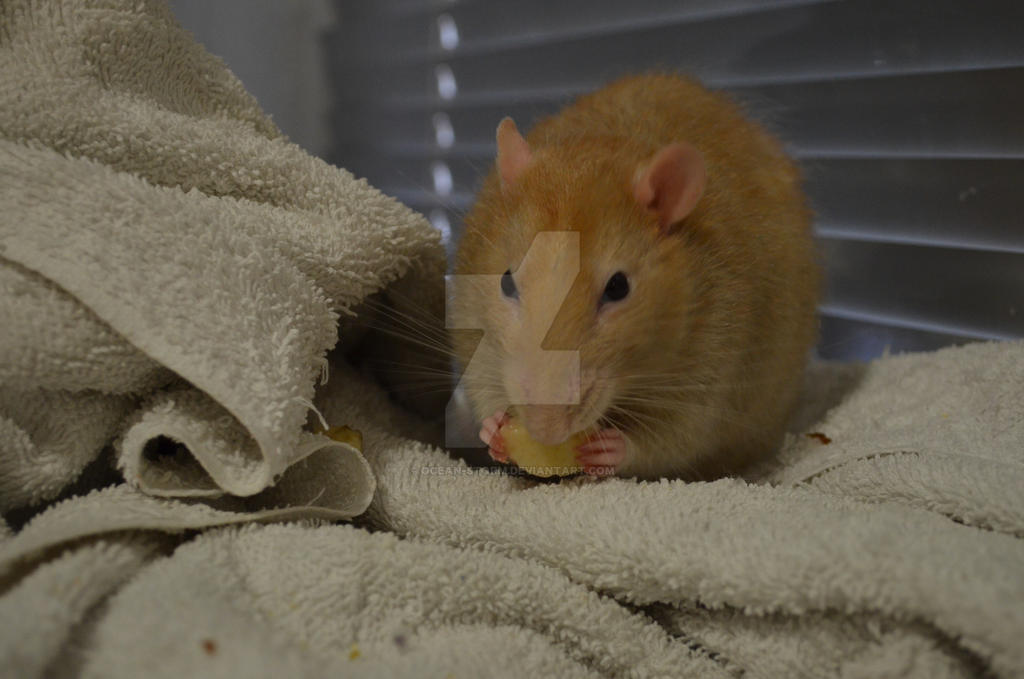 Max the Rat by Ocean-Storm on DeviantArt
