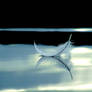 Feather On Water