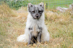 Arctic Fox II