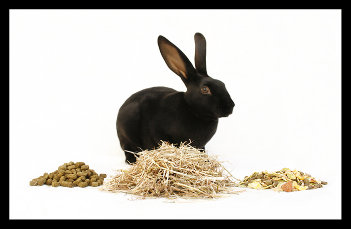 Breakfast Time for Bunny