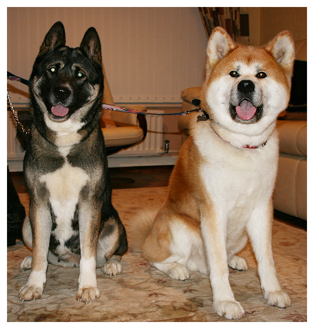 American and Japanese Akita