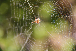 Web of Vigor