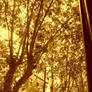 trees and sepia ... a beautiful picture