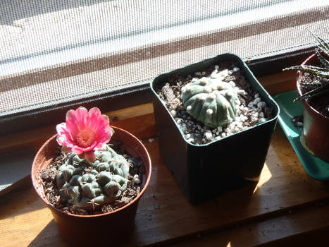 My Pet Cacti II