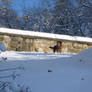 Puppy in the snow