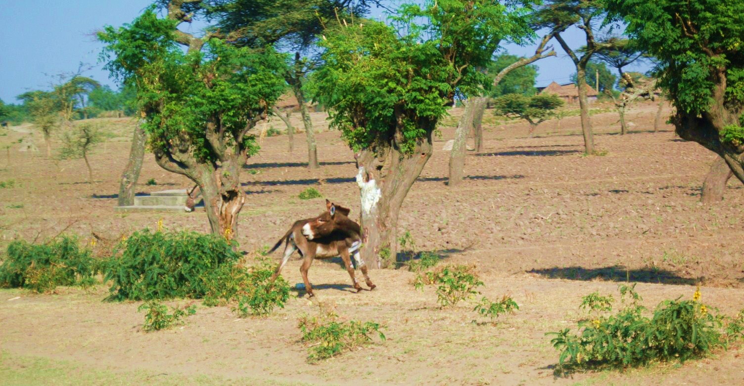 Ass Scratching a donkey