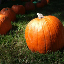 Pumpkins