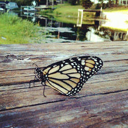 Butterfly on the dock