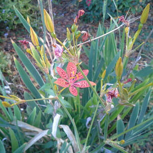 Blackberry Lily