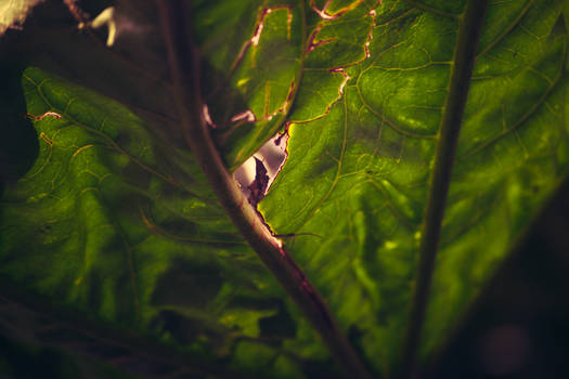 underneath a leaf