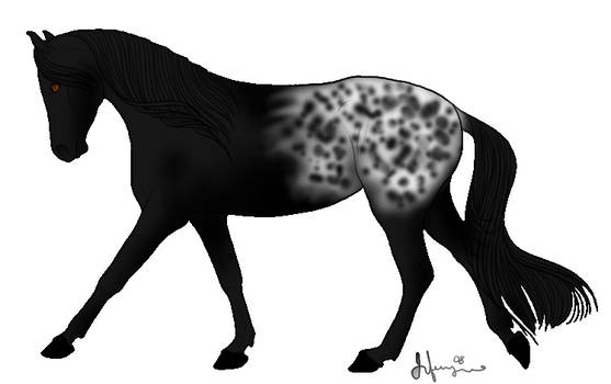 Black Appaloosa