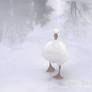 Fog On Frozen Pond