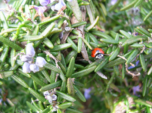 Clapping Lady Bug