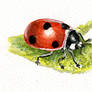 Watercolour Practice - Ladybug
