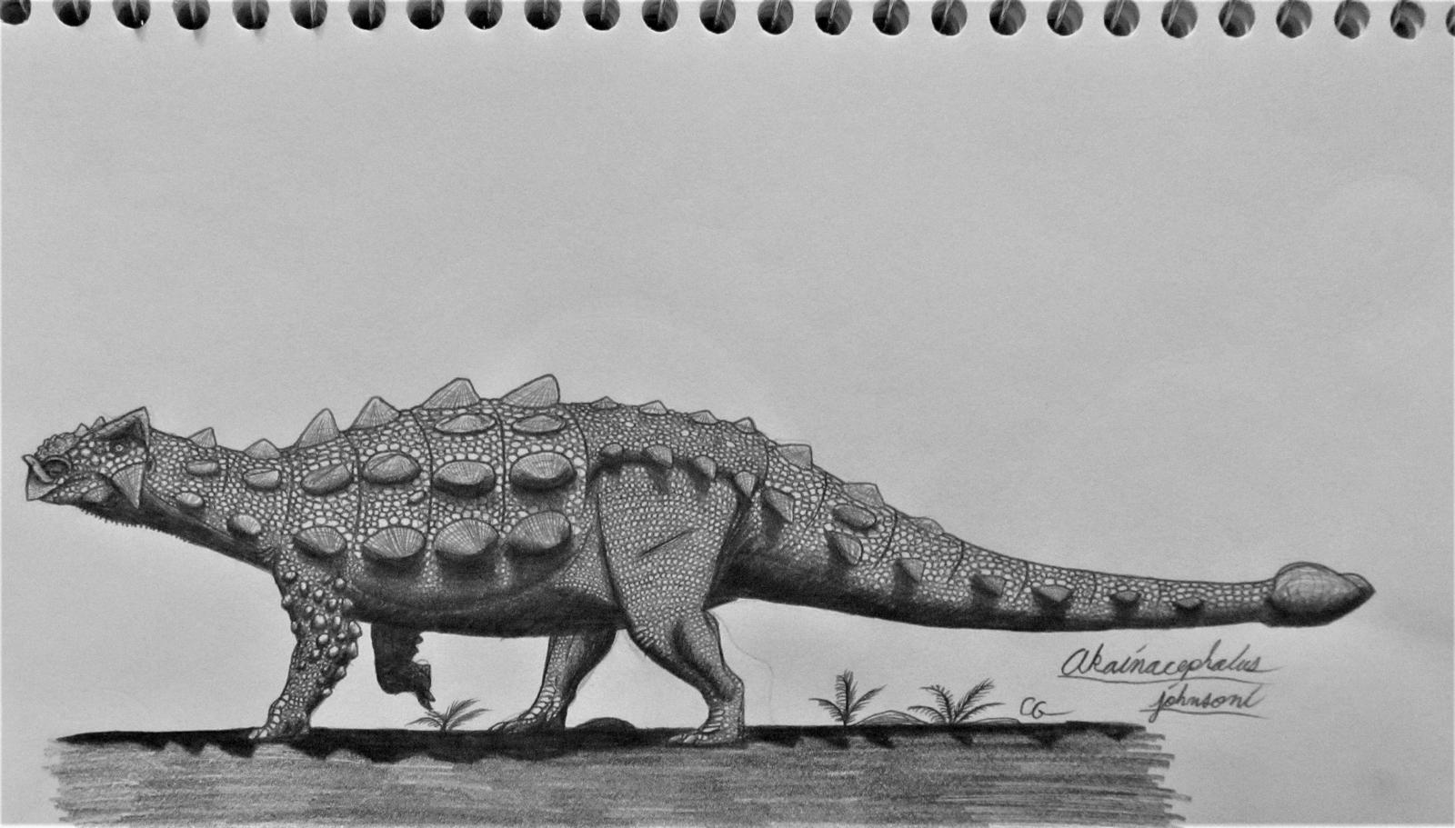Akainacephalus johnsoni by AcroSauroTaurus on DeviantArt