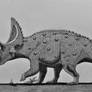 Ceratops montanus