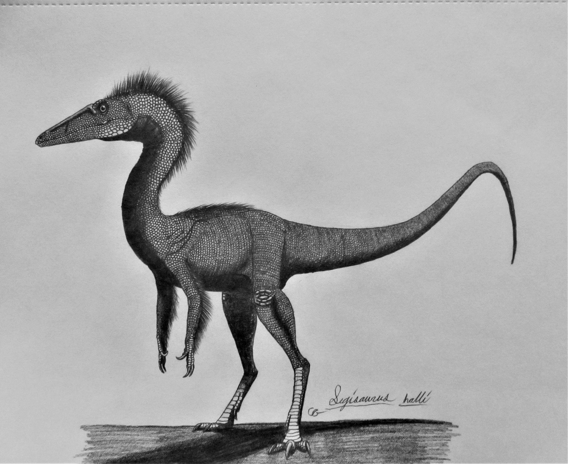 Segiosaurus Segisaurus halli by AcroSauroTaurus on DeviantArt