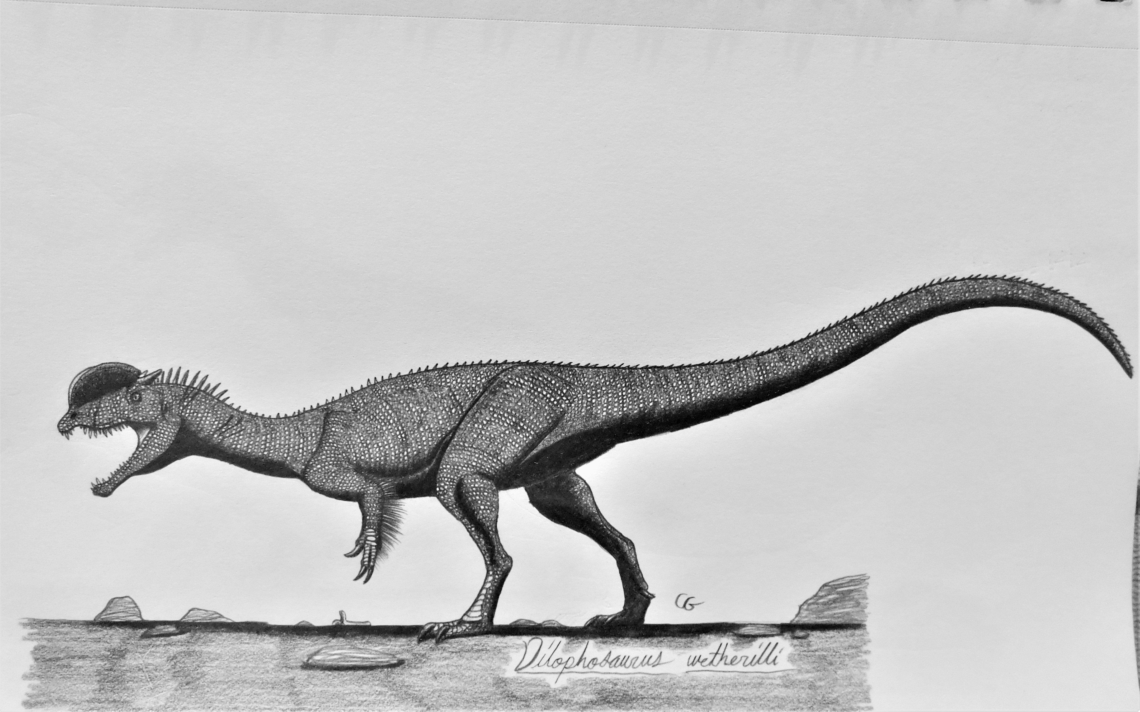 Dilophosaurus Wetherilli By AcroSauroTaurus On DeviantArt