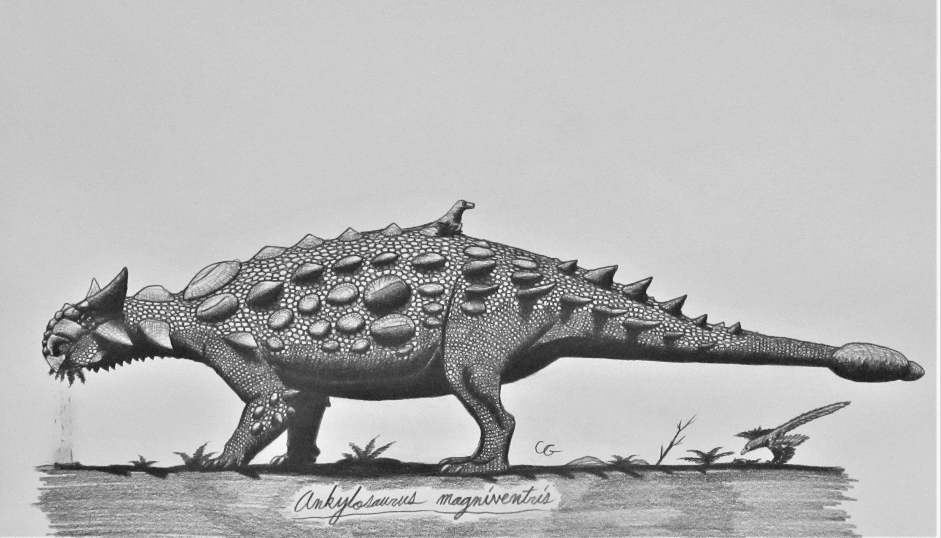 Ankylosaurus Magniventris ankylosaurus-magniventris